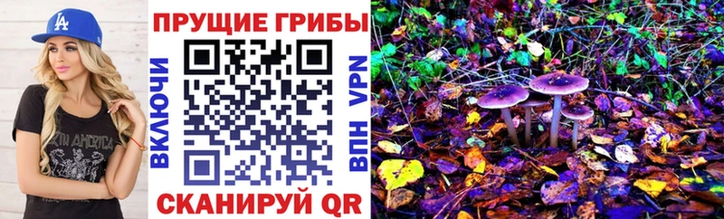 Купить где  Лабинск  Галлюциногенные грибы Cubensis 
